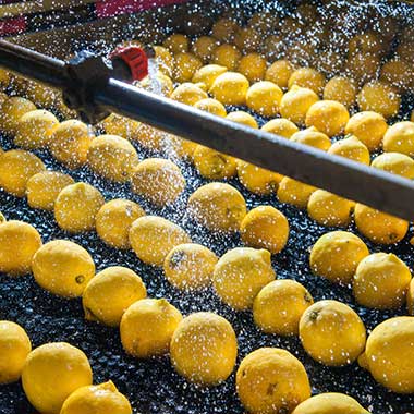 Lemons are spritzed with a chlorine solution to sanitise them as they are moved down a conveyor belt.