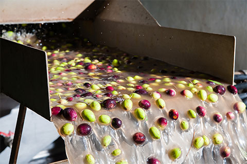 Image of olives being washed in clean water